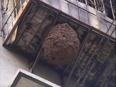 Pokud jste po pozorování vos neviděli jejich hnízdo, může se nacházet mimo balkon.