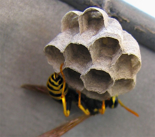 사진은 말벌의 둥지를 짓는 초기 단계를 보여줍니다.