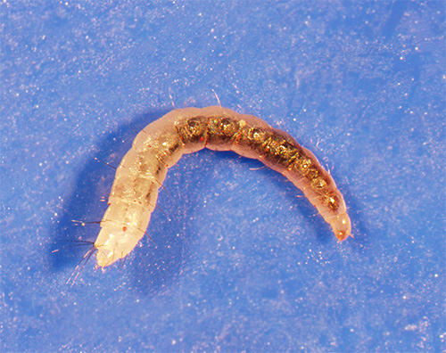Larva de purici pe covor