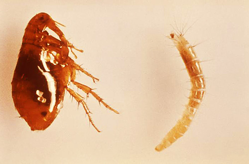 Foto di pulce adulta (a sinistra) e larva (a destra)