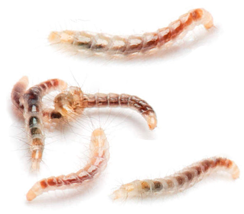 국내 벼룩 유충은 일반적으로 썩은 쓰레기 더미, 동물 침대 아래 또는 설치류 케이지에서 발생합니다.