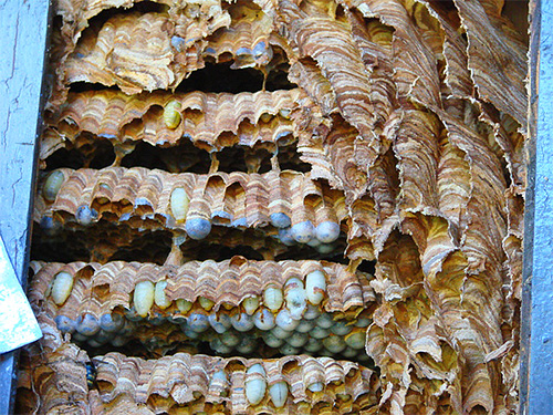Bilden visar larverna av bålgetingar i boets bikakor