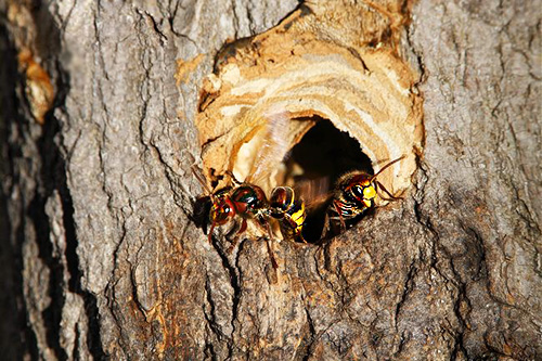 Om bålgetingarna har placerat sin bostad i ett träd, hälls ett insektsmedel i hålet, och hålet täpps till, till exempel med spackel eller en trasa.