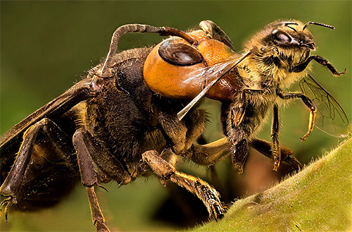 Bålgetingarna attackerar bikuporna och dödar insekter och plundrar sedan bestånden av bin.