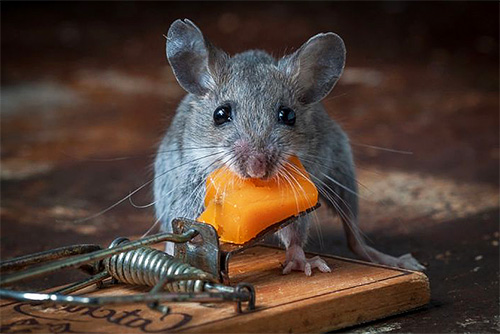 Hubení myší a krys v areálu je také velmi oblíbenou službou v Moskvě a regionu.
