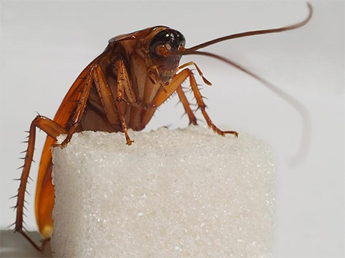 Om du övervinns av kackerlackor kommer Klop Control-specialister att bli av med dem mycket snabbt, och med stor sannolikhet kommer du inte att se dessa insekter på minst ett år.