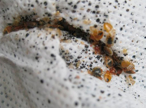 La foto mostra un nido di cimici in una piega del materasso.