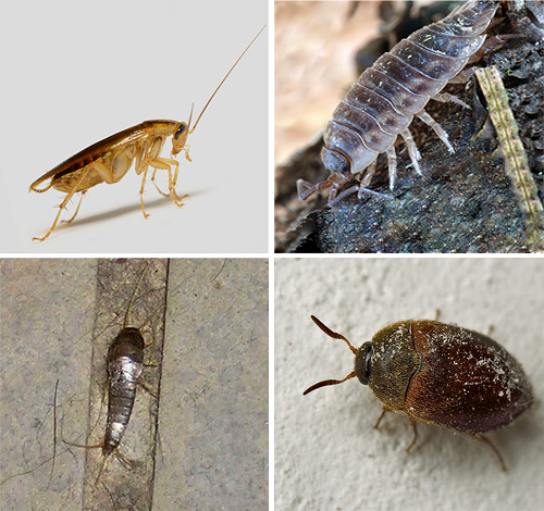 دعنا نتعرف أكثر على الأنواع المختلفة من الحشرات الموجودة في الشقق ، ونرى أيضًا كيف تبدو في الصور ...