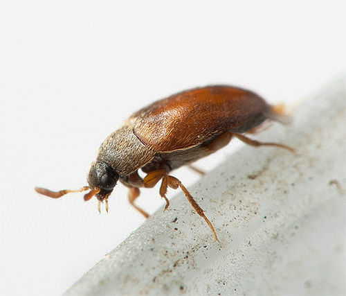 Uno scarabeo kozheed poco appariscente può causare notevoli danni in casa