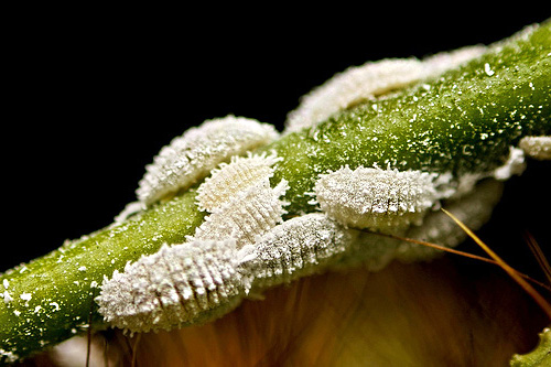 Σκουλήκια σε φυτό εσωτερικού χώρου