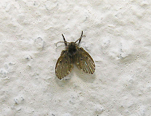 Kleine vlindervlieg op de muur in het toilet.