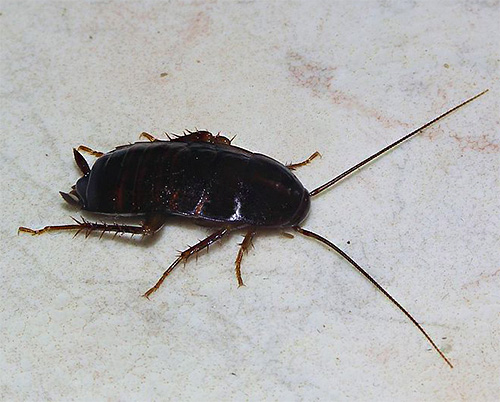 Siyah hamamböceği güzel Latince adı Blatta Orientalis'e sahiptir ve kırmızı karşılığıyla birlikte tipik bir sinantropik böcektir.