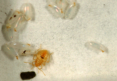 Le larve delle cimici dei letti vengono talvolta confuse con piccoli scarafaggi appena nati...