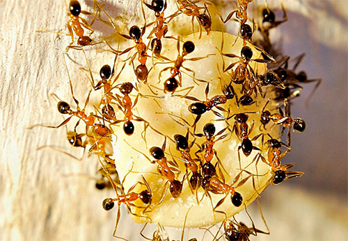 Mieren hebben een traktatie gevonden om te proeven? 
