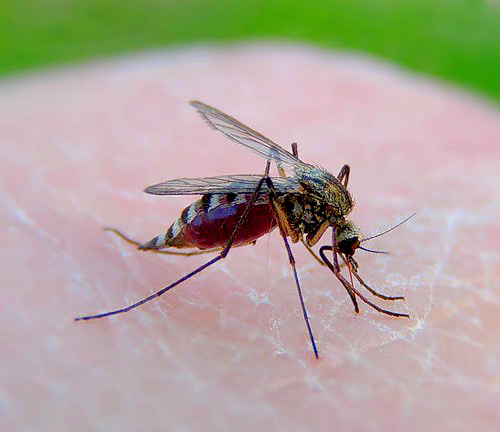 Questa zanzara femmina è venuta a casa tua con un obiettivo: bere più sangue possibile da te.