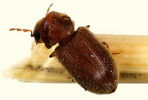 Walaupun kumbang kulit hanya sebesar kutu, ia boleh merosakkan harta benda dan bekalan makanan anda dengan serius.