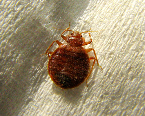 Pepijat katil adalah serangga penghisap darah yang menggigit terutamanya hanya manusia.