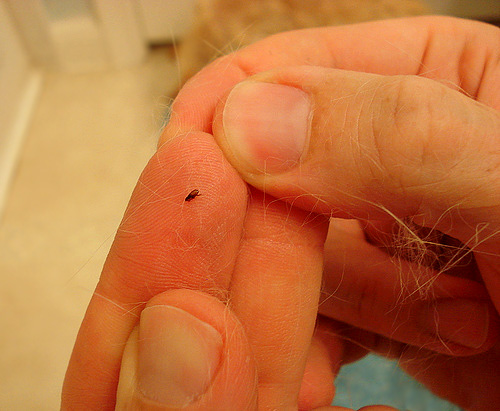 Vlooien zijn kleine bloedzuigende insecten die niet alleen huisdieren kunnen bijten, maar ook jezelf.