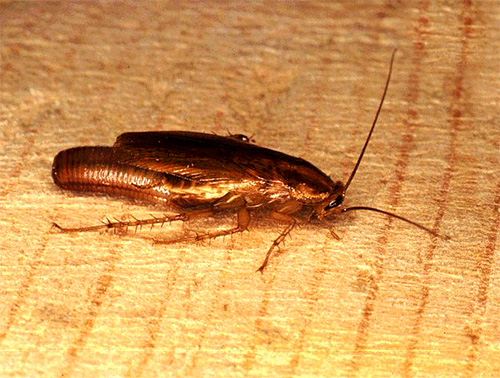 Gewone rode kakkerlakken op hun poten zijn heel goed in staat om ziekteverwekkers te dragen.