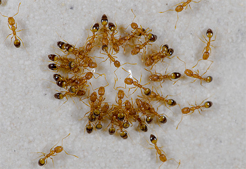 작은 빨간 기생충-파라오 개미-가 이미 아파트에서 시작되었다면 그들을 꺼내기가 쉽지 않을 것입니다 ...