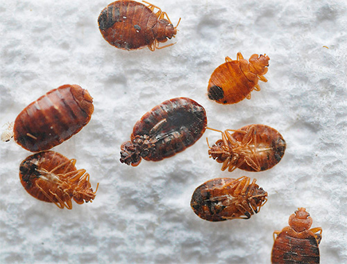 Na temperaturi od minus 20, većina odraslih kukaca može umrijeti, što se ne može reći za njihova jaja.