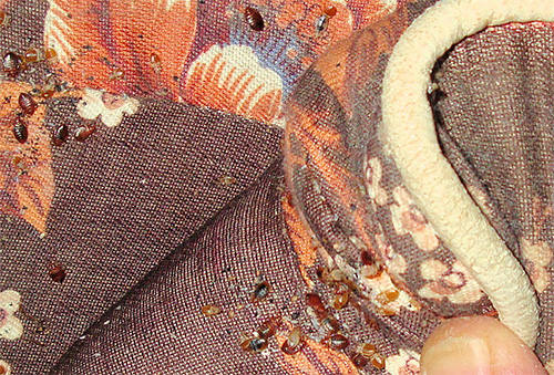 Fotografia arată un cuib de ploșnițe în faldurile canapelei