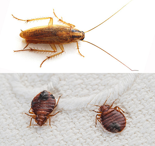 Nästan alltid, när man behandlar ett rum från vägglöss, förstörs också andra insekter, såsom kackerlackor ...