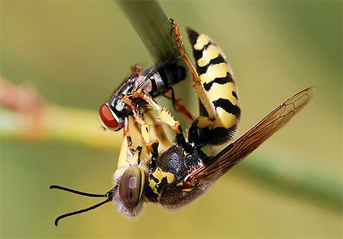 Yaban arıları çok sayıda zararlı böceği yok eder, bu yüzden onlardan kurtulmadan önce ne kadar gerekli olduğunu düşünmekte fayda var ...