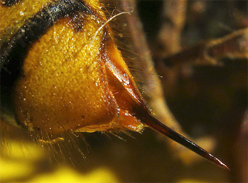 Quando ci si sbarazza delle vespe, non bisogna dimenticare che ogni insetto è in grado di pungerti più volte.