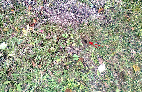 De foto toont de ingang van het nest van aarden wespen.