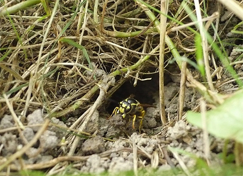 Gewone papieren wespen bouwen hun nest misschien ondergronds, bijvoorbeeld in het voormalige hol van een knaagdier.