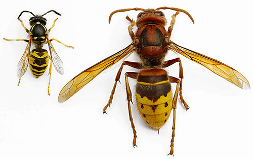 La foto mostra una vespa a sinistra e un calabrone a destra.