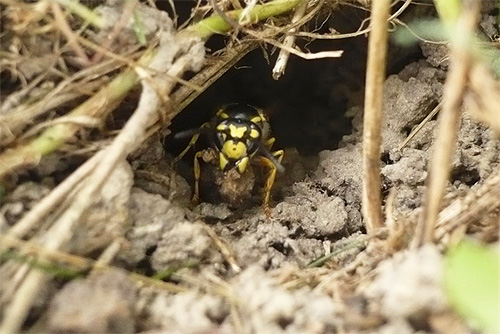 꽤 깊은 지하에 위치한 둥지로 이어지는 구멍 입구에 있는 말벌.