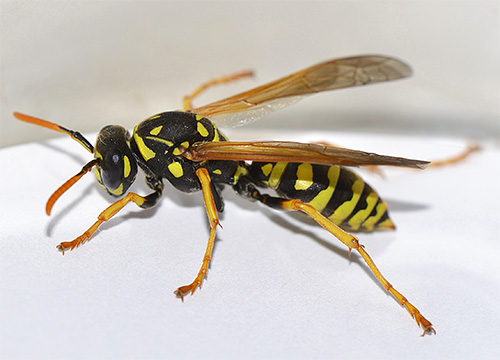 يمكن أن تكون لدغات الحشرات اللاذعة في الوجه والرقبة مهددة للحياة في بعض الأحيان.