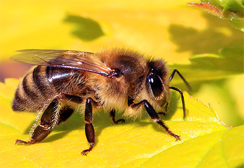 Bal arısı neye benziyor?