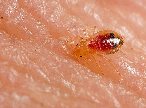Larva bedbug memakan darah manusia dengan cara yang sama seperti orang dewasa.