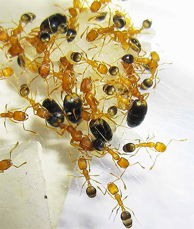 Semut domestik hidup dalam koloni, dan tidak selalunya sarang semut terletak terus di dalam apartmen