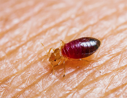 Pepijat katil adalah serangga parasit penghisap darah biasa.