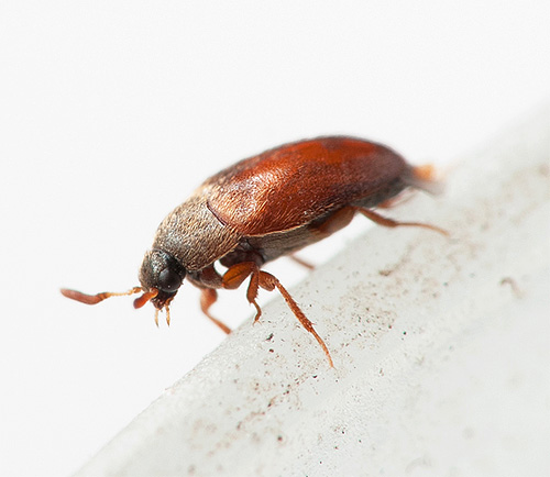Orang sering tidak tahu tentang kejiranan dengan kumbang kulit ...