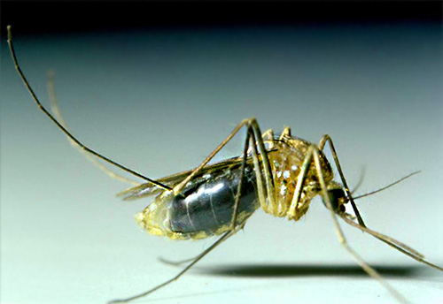 Nyamuk dalam kebanyakan kes tidak tinggal lama di dalam rumah, tetapi muncul di sini hanya untuk minum darah manusia.