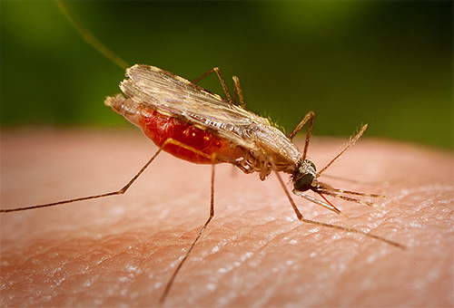 Nyamuk malaria berbeza daripada nyamuk biasa dalam rupa dan cara memegang badannya apabila menggigit.