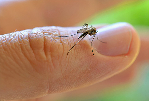 Một số lượng lớn muỗi có thể được tìm thấy gần nguồn ẩm