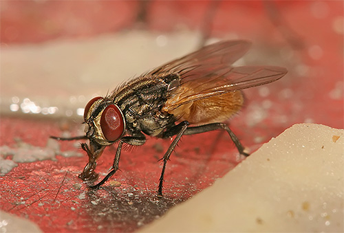 Pada kaki mereka, lalat boleh membawa patogen jangkitan berbahaya dan telur helmin.
