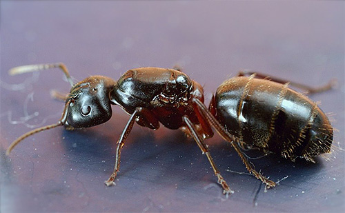 Kiến thợ mộc ngực đỏ (Camponotus herculeanus)