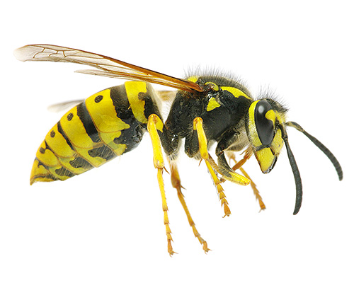 În cele mai multe cazuri, înțepăturile individuale de viespe nu reprezintă un pericol grav pentru sănătatea umană.