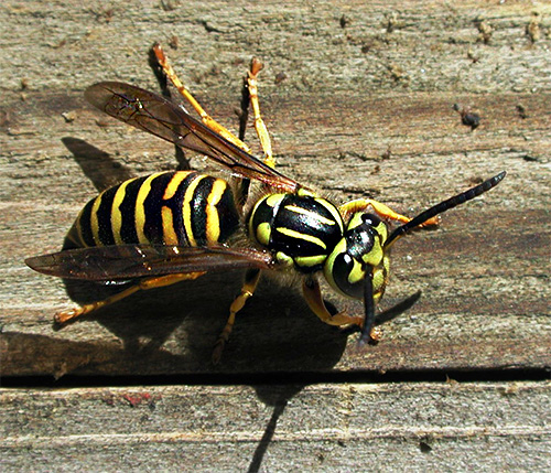 Fotoğraf bir kağıt yaban arısını gösteriyor