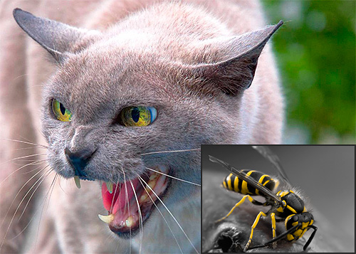 In sommige gevallen kan een wespensteek echt een verhoogd gevaar vormen voor katten ...