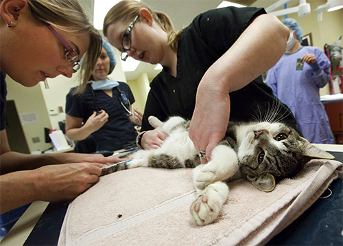 Medicii salvează o pisică...