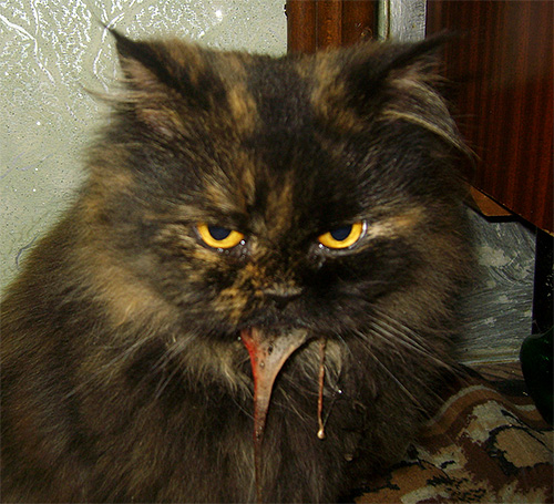 Tanda yang membimbangkan ialah muntah pada kucing yang berlaku beberapa lama selepas gigitan serangga.