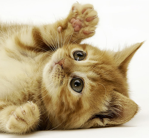 För små kattungar kan ett getingstick vara dödligt...